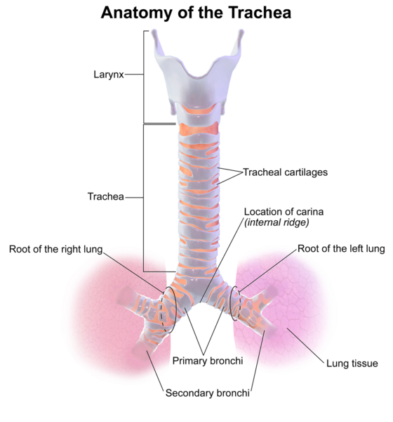 File:Anatomy of trachea.png
