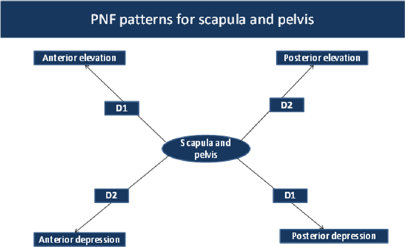 File:Pelvis and scapula patterns.png
