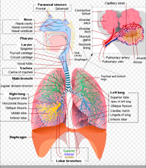 Inhalation Injury - Physiopedia