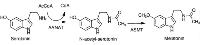 File:Synthesis of Melatonin from Serotonin through two enzymatic steps.png