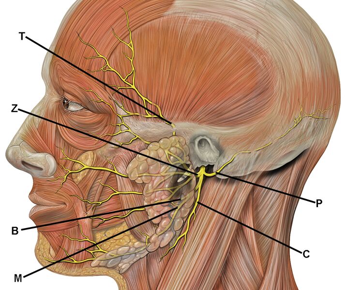 File:Facial Nerve Branches.jpeg