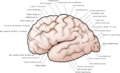 Cerebral cortex and surface anatomy