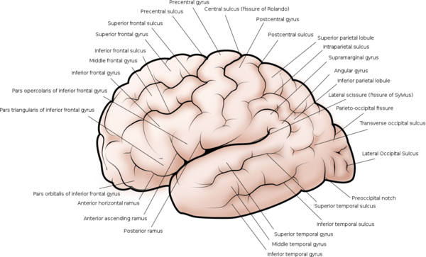 Cerebral cortex side view.png