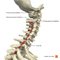 Muscles of the cervical region multifidus deep layer Primal.png