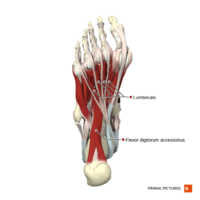 Plantar muscles of the foot second layer Primal.png