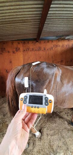 File:HORSE ELECTRICAL MUSCLE STIMULATION2.jpg