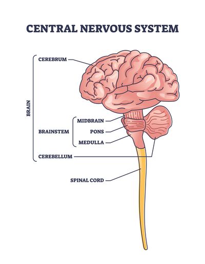 Central Nervous System parts.jpeg