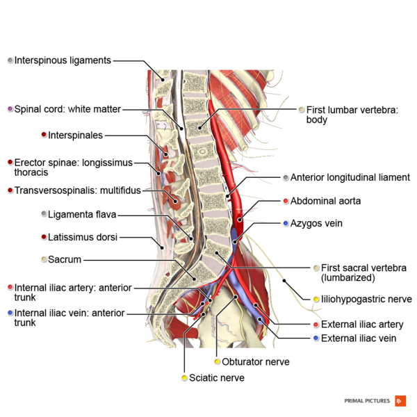 File:Sagittal section of the lumbar spine Primal.png