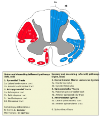 Vestibular spinal tract.png