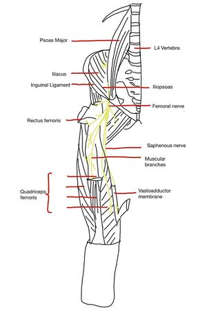 https://www.physio-pedia.com/images/thumb/e/e2/Femoral_nerve_and_muscle_innervations_.jpeg/300px-Femoral_nerve_and_muscle_innervations_.jpeg