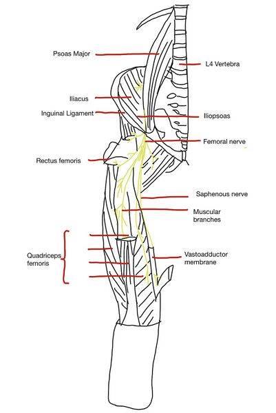File:Femoral nerve and muscle innervations .jpeg
