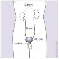 Upper and Lower Urinary Tract