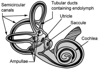 Vestibular organs- canals, otolith, cochlea.png