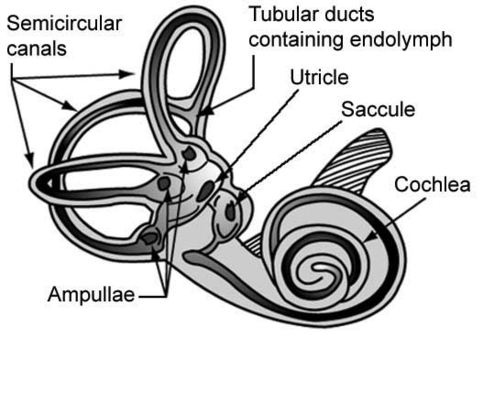 vestibulære organer - kanaler, otolith, cochlea.png
