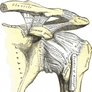 Acromioclavicular Joint Physiopedia