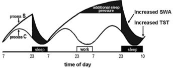 Two-process model of sleep regulation.jpg