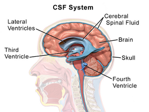 Cerebrospinal System.png
