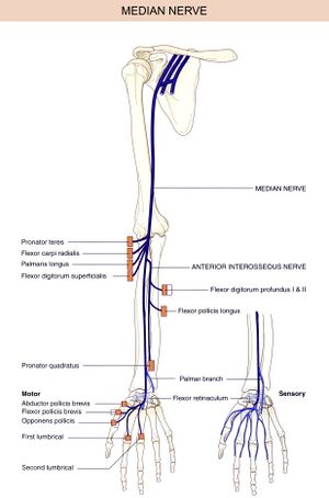 Median Nerve - Physiopedia