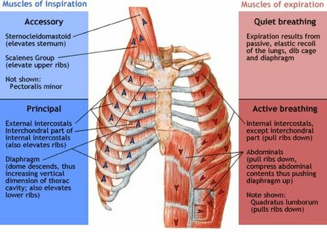 949 937 muscles-of-respiration.jpg