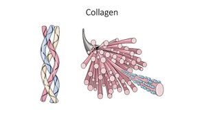 Collagen -- Smart-Servier.jpeg