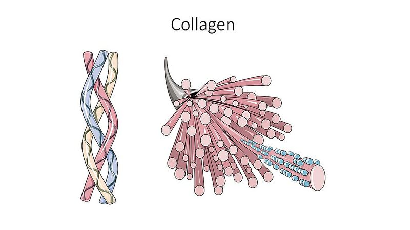 File:Collagen -- Smart-Servier.jpeg