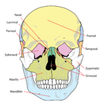 https://www.needpix.com/photo/download/32560/skull-diagram-labelled-human-health-medicine-anatomical-brain-exam