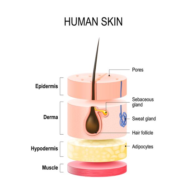 File:Layers of human skin.jpeg