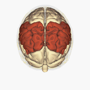 Parietal lobe - superior view animation.gif