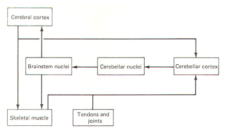Cerebellum role as a comparator.png