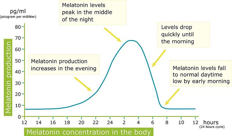 File:Melatonin production in 24 hour cycle.jpeg
