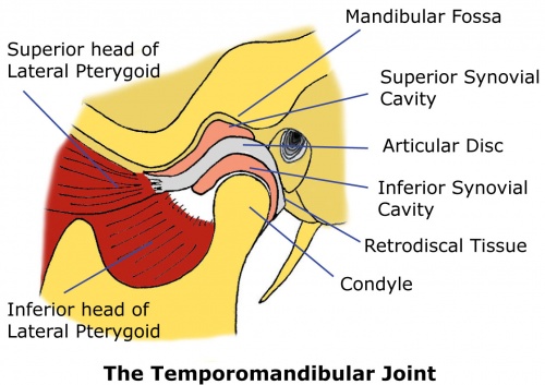 TMJ Anatomy - Physiopedia