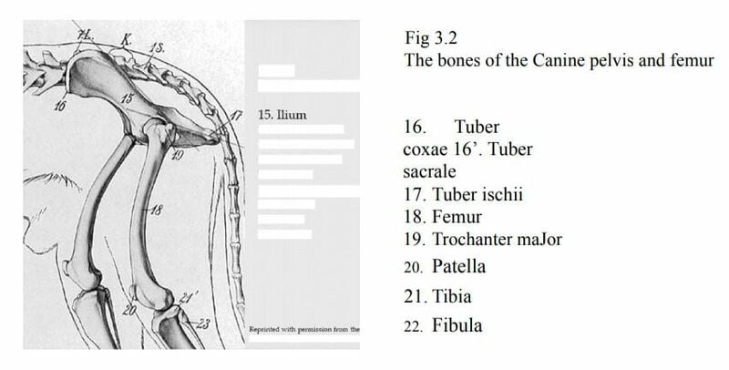 File:The bones of the canine pelvis and femur.jpeg