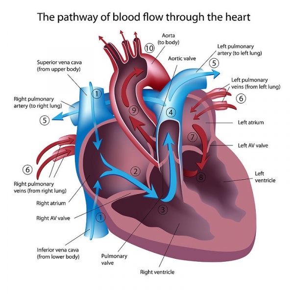 Anatomy Of The Human Heart Physiopedia