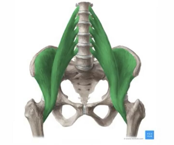 File:Iliopsoas Muscle.jpg