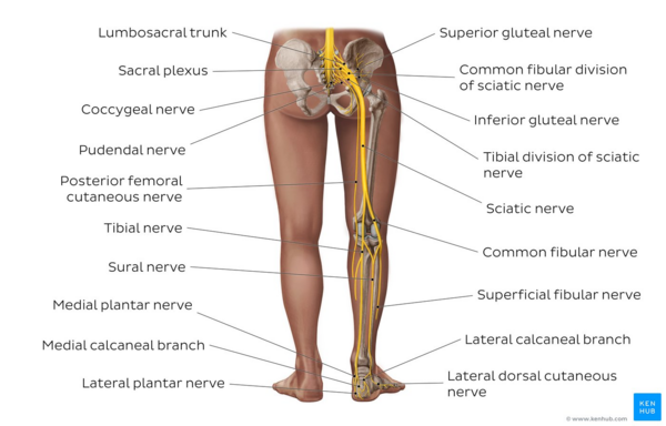 Overview of the sciatic nerve and its branches