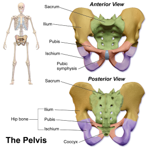 Pelvis anterior and posterior, segments highlighted.png
