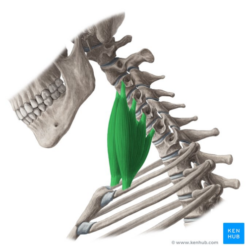 Scalene anterior muscle (highlighted in green) - lateral view