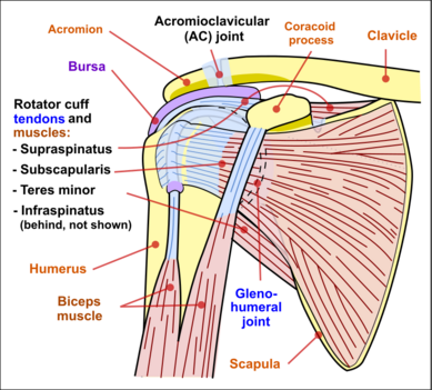 Stability in the shoulder girdle – and why it's so important – The