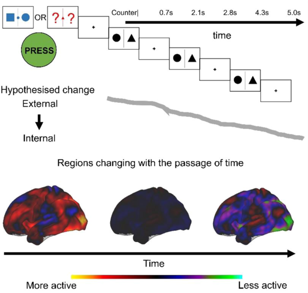 File:Brain regions changing overtime.png
