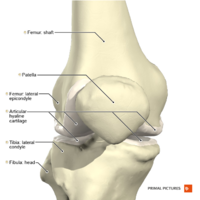 Knee joint anterior aspect Primal.png