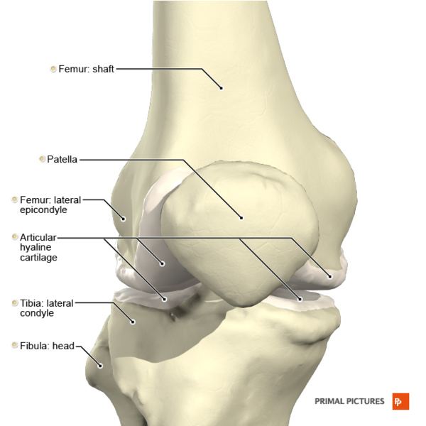 File:Knee joint anterior aspect Primal.png