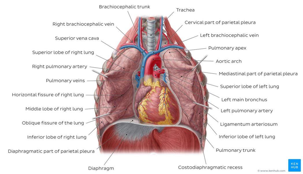 Lungs in situ - anterior view