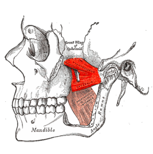 Lateral Pterygoid.png