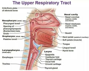 Upper respiratory system 2.jpg