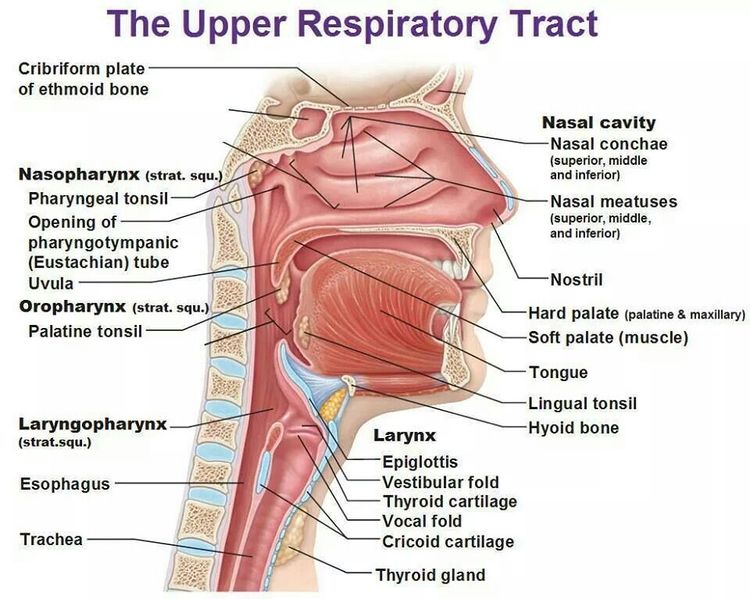 File:Upper respiratory system 2.jpg