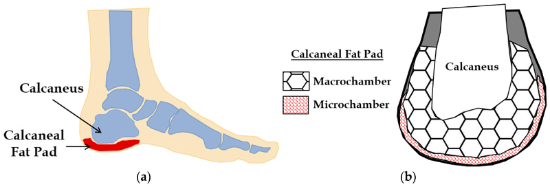 File:Calcaneal fat pad.png