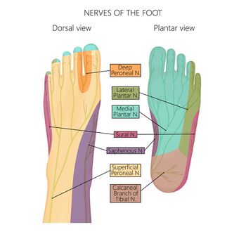 Basic Foot and Ankle Anatomy - Neural and Vascular - Physiopedia