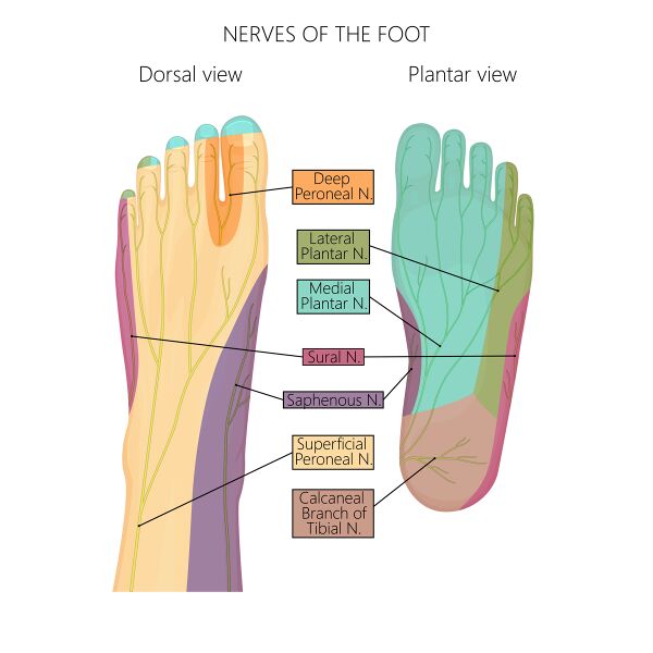 File:Nerves of the foot. shutterstock.jpeg