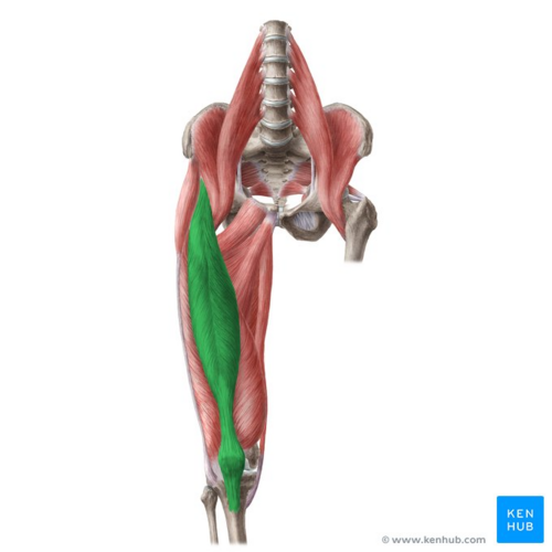 Rectus femoris muscle (highlighted in green) - anterior view