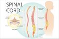 Spinal cord levels of innervation